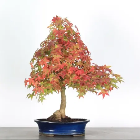 Bonsai Erable Palmatum Deshojo  AD-2-2