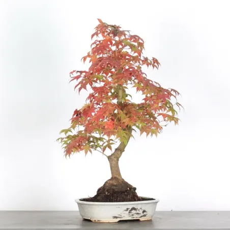 Bonsai Erable Palmatum Deshojo  AD-2-3
