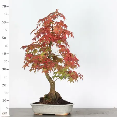 image supplémentaire - érable du japon "acer...