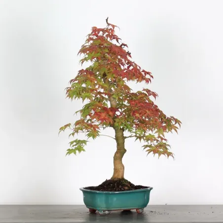 image supplémentaire - érable du japon "acer...