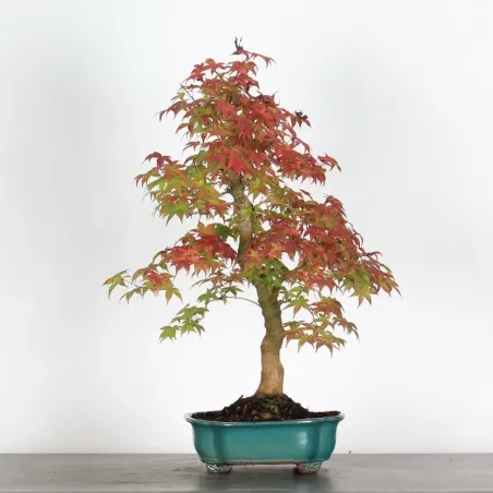 Bonsai Acer Deshojo AD-2-5