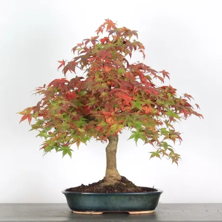 image supplémentaire - Japanese maple "acer...