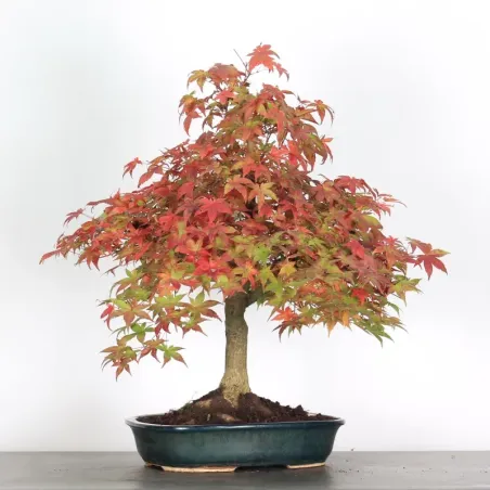 Japanese maple "acer deshojo" 2-6