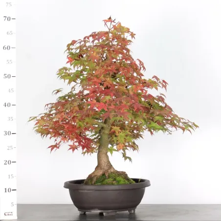 image supplémentaire - érable du japon "acer...
