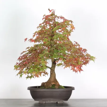Bonsai Acer Deshojo AD-2-7