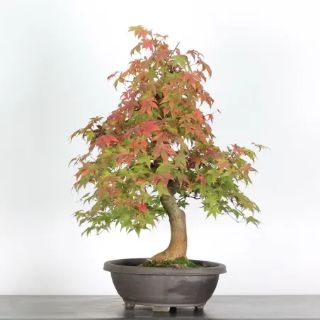 image supplémentaire - Japanese maple "acer...
