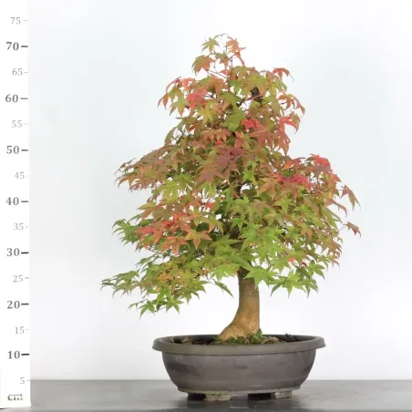 Japanese maple "acer deshojo" 2-8