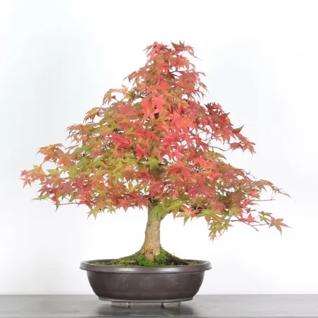 Bonsai Erable Palmatum Deshojo AD-3-2