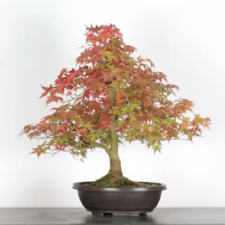 image supplémentaire - érable du japon "acer...