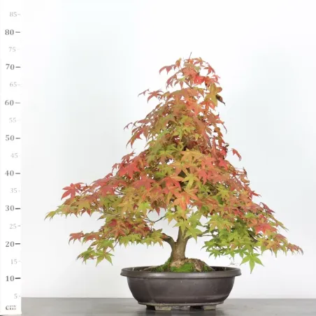 image supplémentaire - érable du japon "acer...
