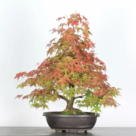 Japanese maple "acer deshojo" 3-6