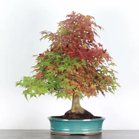 Bonsai Acer Deshojo AD-3-9