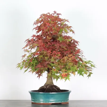 image supplémentaire - érable du japon "acer...