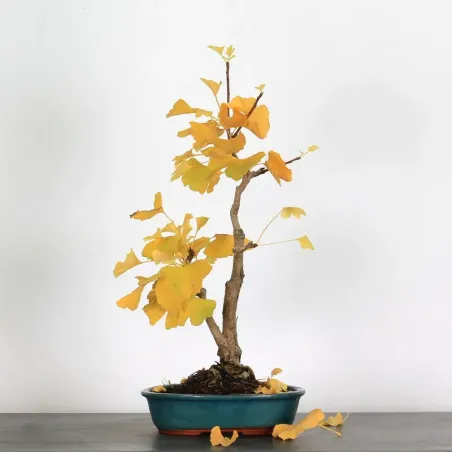 image supplémentaire - GINKGO BILOBA 1-2