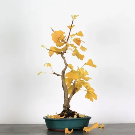 GINKGO BILOBA 1-2