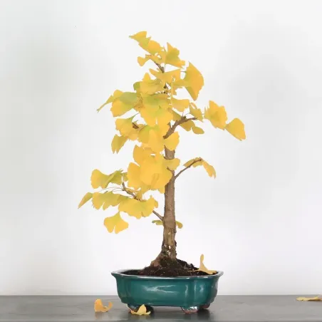 image supplémentaire - GINKGO BILOBA 1-1