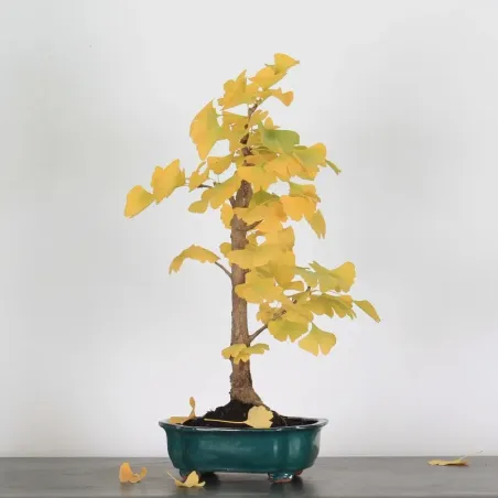 GINKGO BILOBA 1-1