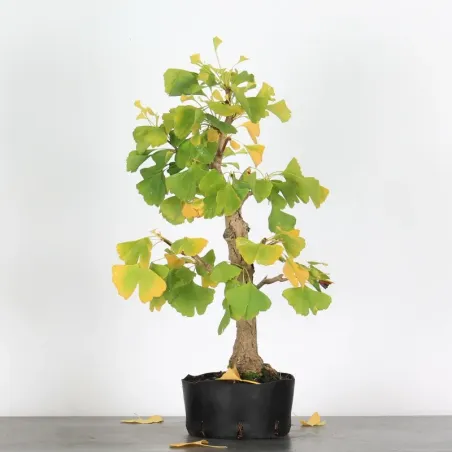 GINKGO BILOBA 1-3