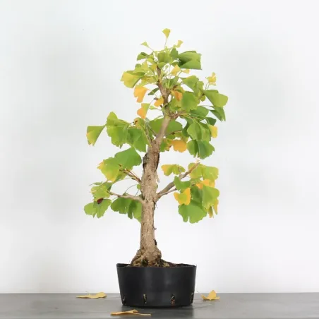 image supplémentaire - GINKGO BILOBA 1-3