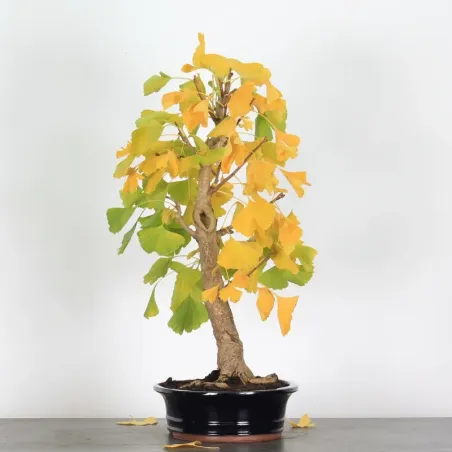 image supplémentaire - GINKGO BILOBA 1-4