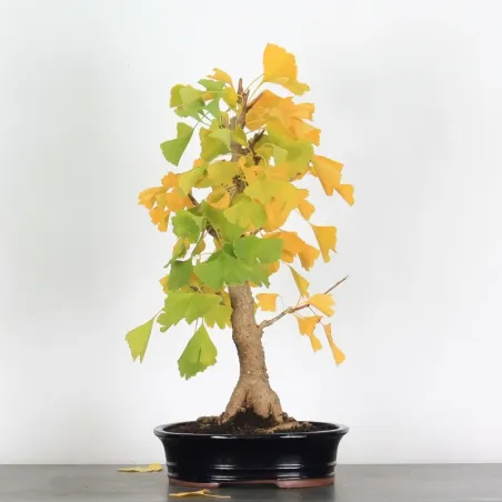 GINKGO BILOBA 1-4