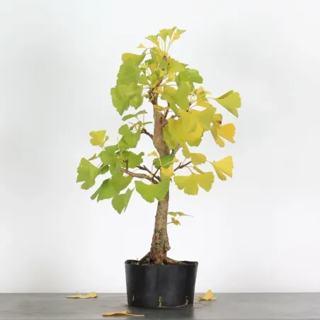 GINKGO BILOBA 1-5