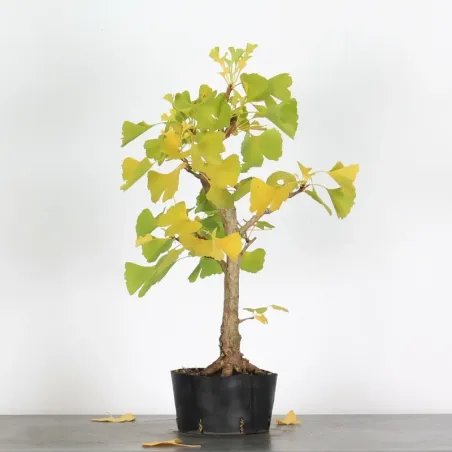 image supplémentaire - GINKGO BILOBA 1-5