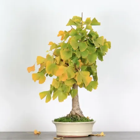 image supplémentaire - GINKGO BILOBA 1-6