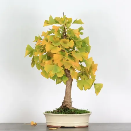 GINKGO BILOBA 1-6
