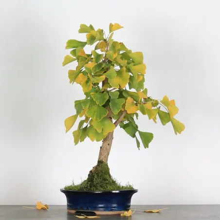 GINKGO BILOBA 1-7