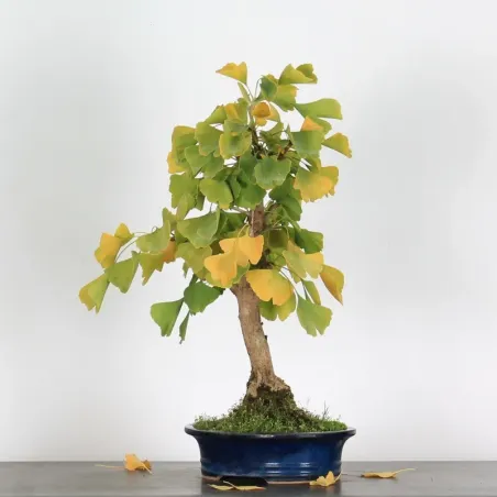 image supplémentaire - GINKGO BILOBA 1-7