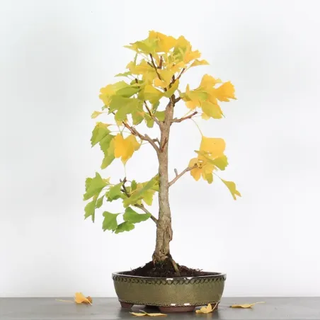 image supplémentaire - GINKGO BILOBA 1-8