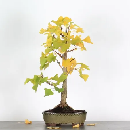 GINKGO BILOBA 1-8