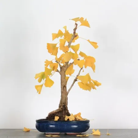 GINKGO BILOBA 1-9