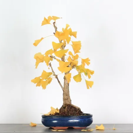 image supplémentaire - GINKGO BILOBA 1-9