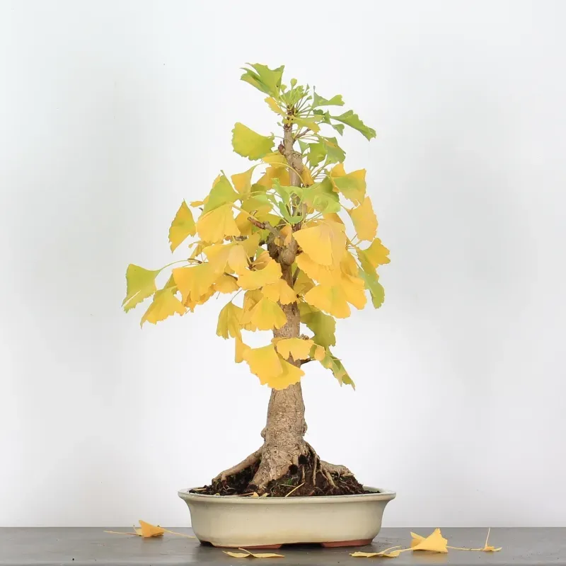 image supplémentaire - GINKGO BILOBA 1-10