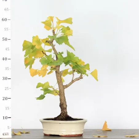 image supplémentaire - GINKGO BILOBA 2-1