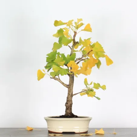GINKGO BILOBA 2-1