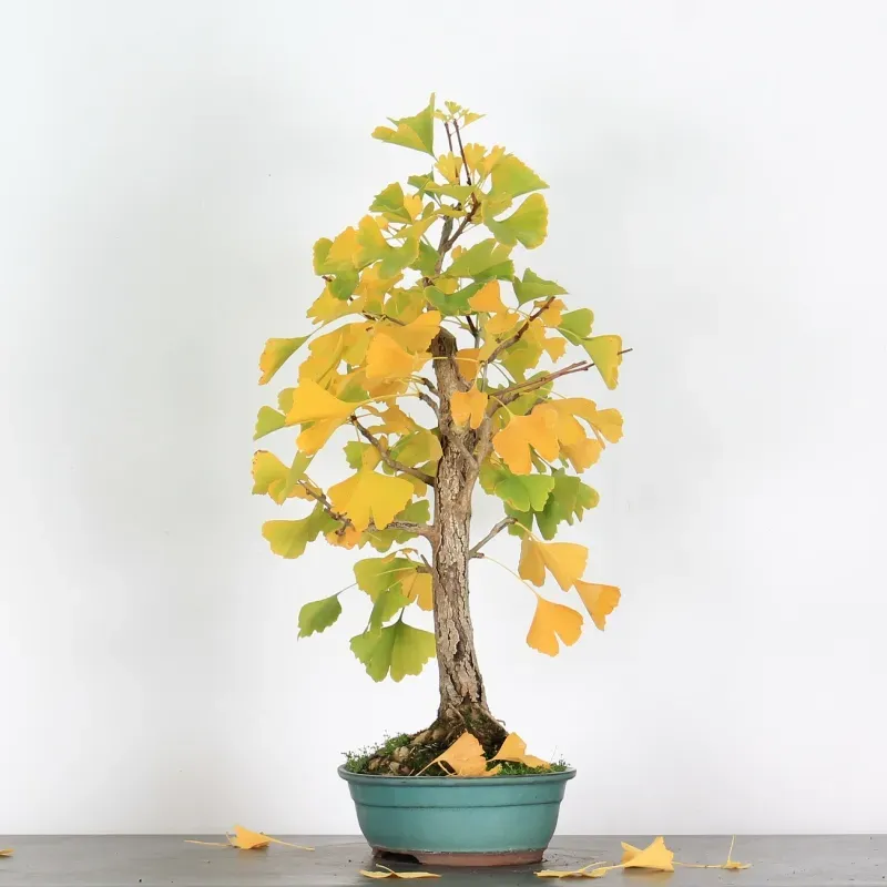 image supplémentaire - GINKGO BILOBA 2-4