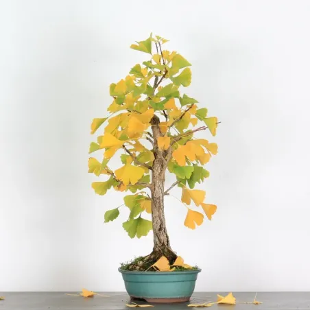 image supplémentaire - GINKGO BILOBA 2-4