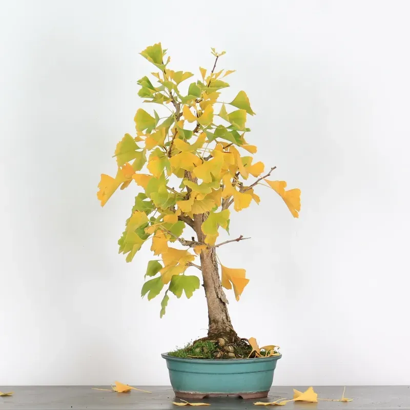 GINKGO BILOBA 2-4
