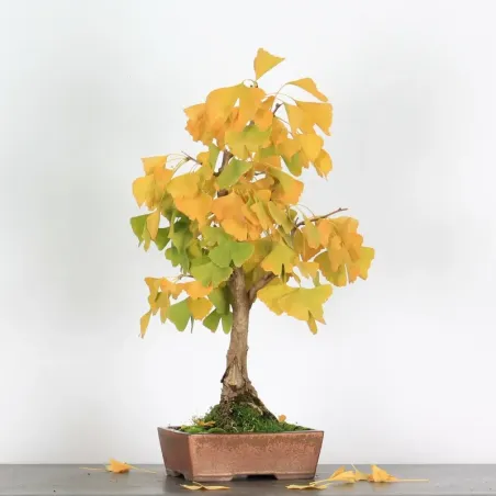 image supplémentaire - GINKGO BILOBA 2-8