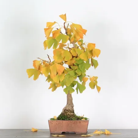 GINKGO BILOBA 2-8