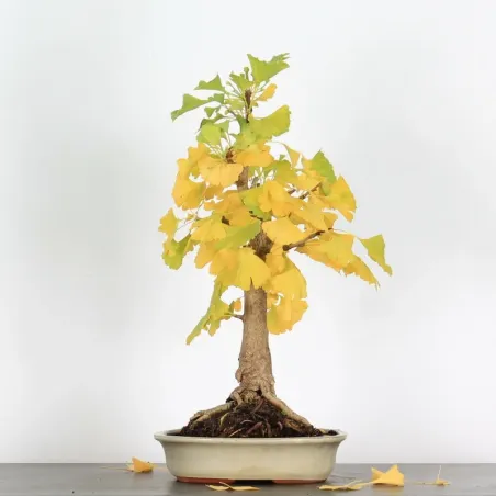 GINKO BILOBA 2-10