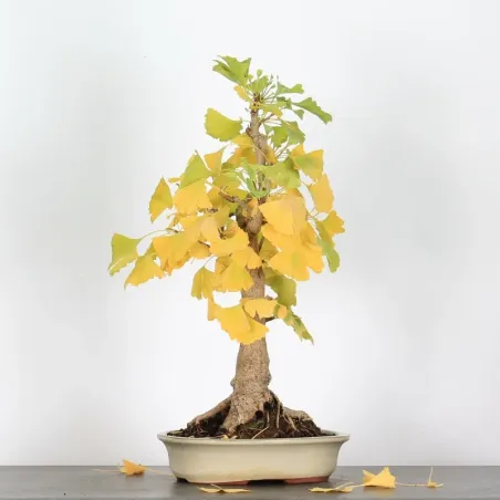 image supplémentaire - GINKO BILOBA 2-10