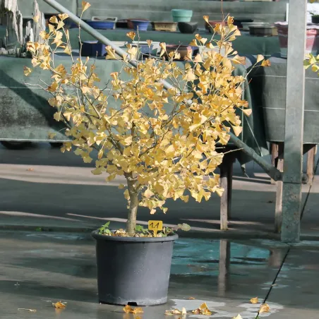 GARDEN TREE - GINKGO BILOBA 1-1