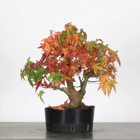 PREBONSAI ERABLE PALMATUM n°2