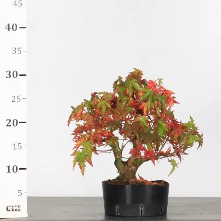 image supplémentaire - PREBONSAI ERABLE PALMATUM n°2