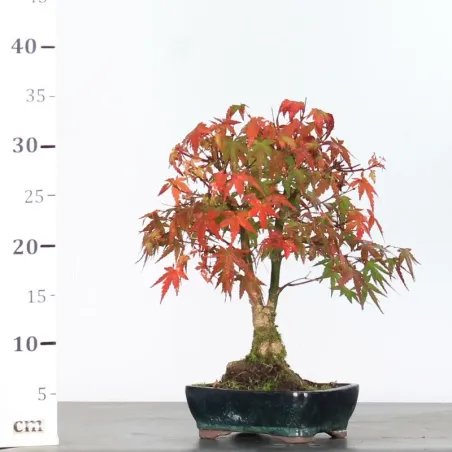image supplémentaire - AUTUMN OFFER ACER PALMATUM...