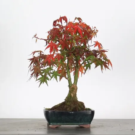 Bonsai Acer Palmatum AP-1-11